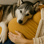 Kiedy zaszłam w ciążę, mój pies ciągle leżał na moim brzuchu, ale szczekał, gdy mój mąż go dotykał. Myślałam, że jest zazdrosny, aż odkryłam przerażającą prawdę, którą znał od zawsze.