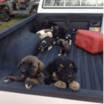 Zatrzymałem się, żeby zatankować… i znalazłem nadzieję na pace ciężarówki.