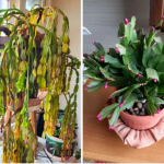 8 rzeczy, które można zrobić z kaktusem bożonarodzeniowym w styczniu/lutym